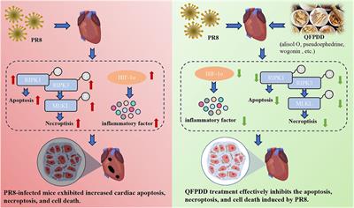 Protective effect and mechanism of Qingfei Paidu decoction on myocardial damage mediated by influenza viruses